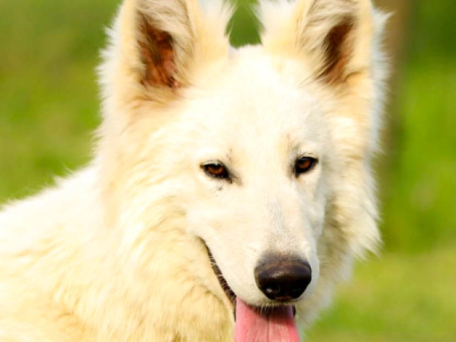 Perros Pastor Blanco Suizo en venta