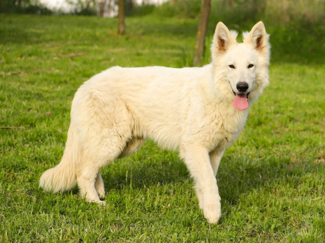 Perros Pastor Blanco Suizo en venta