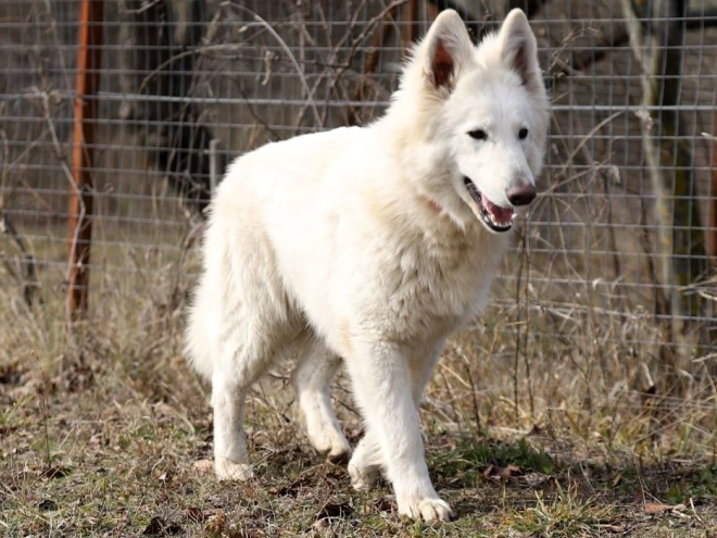 Berger Blanc Suisse Welpe kaufen