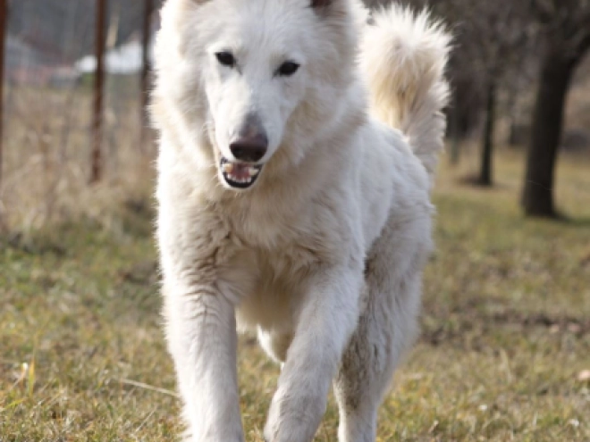 Berger Blanc Suisse Welpe kaufen
