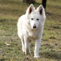 White Swiss Shepherd Dog puppy for sale