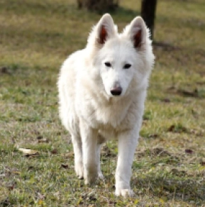 White Swiss Shepherd Dog puppy for sale