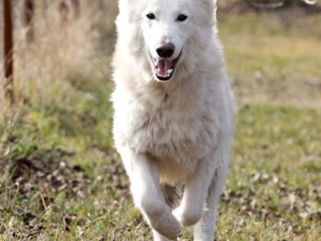 Berger Blanc Suisse Welpe kaufen