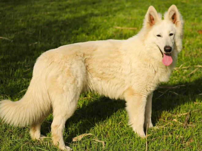 Berger Blanc Suisse Welpe kaufen