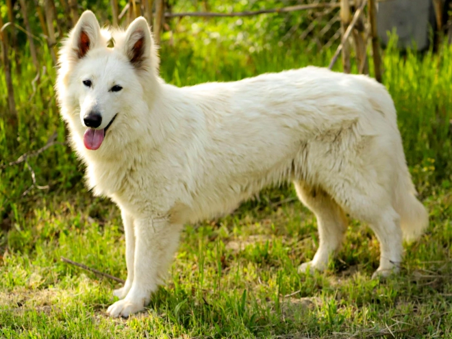 Berger Blanc Suisse Welpe kaufen
