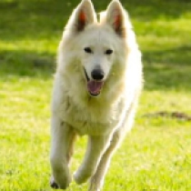 Berger Blanc Suisse Welpe zu verkaufen