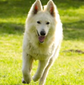 Berger Blanc Suisse Welpe kaufen