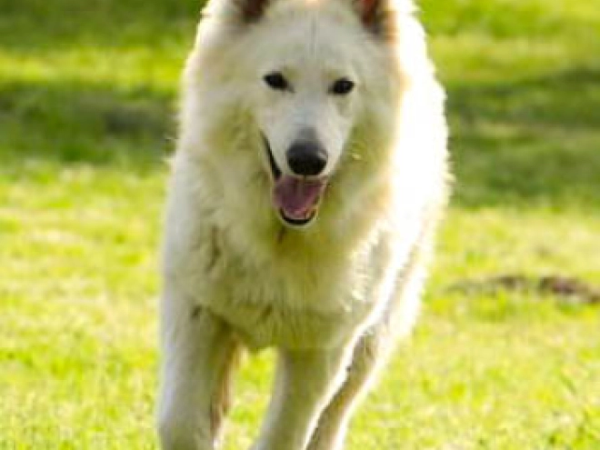 Berger Blanc Suisse Welpe kaufen