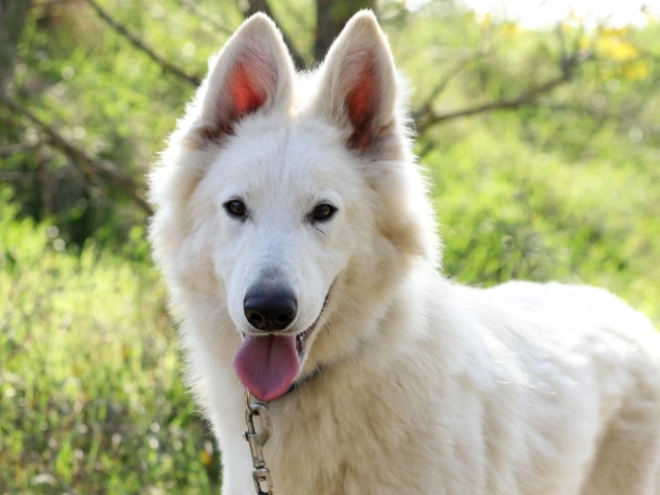 White Swiss Shepherd Dog puppy for sale