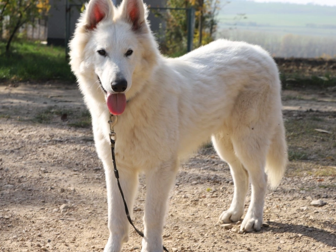 White Swiss Shepherd Dog puppy for sale