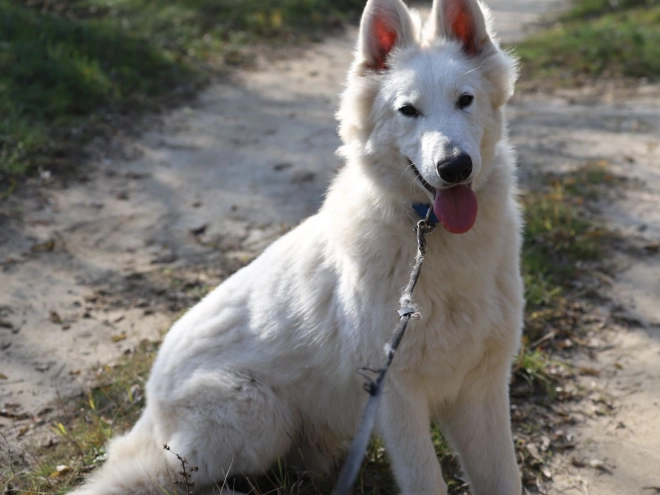 White Swiss Shepherd Dog puppy for sale