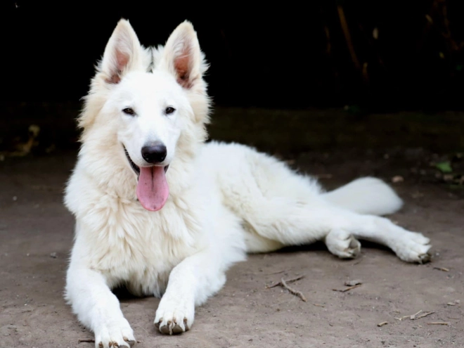 White Swiss Shepherd Dog puppy for sale