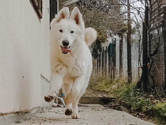 White Swiss Shepherd Dog puppy for sale