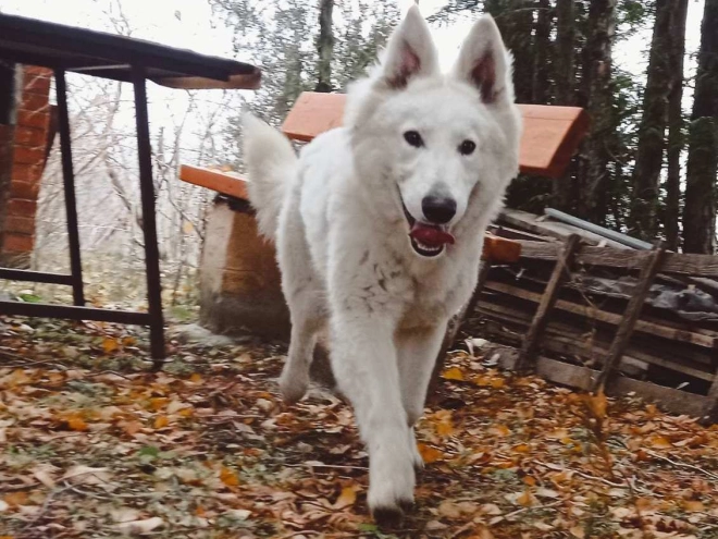 White Swiss Shepherd Dog puppy for sale