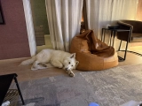 Ghost - Pastor Blanco Suizo, EuroPuppy review from Arabia Saudita