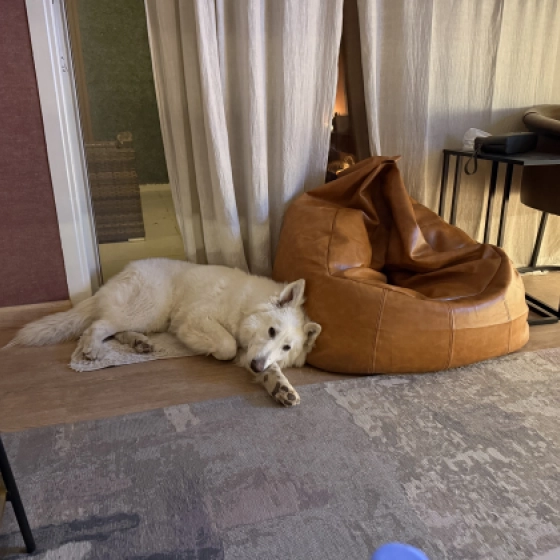 Ghost - Berger Blanc Suisse, EuroPuppy review from Saudi-Arabien