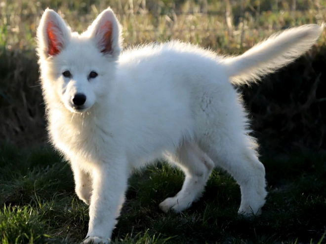 Berger Blanc Suisse Welpe kaufen