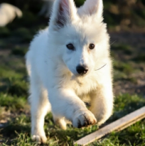 White Swiss Shepherd Dog puppy for sale