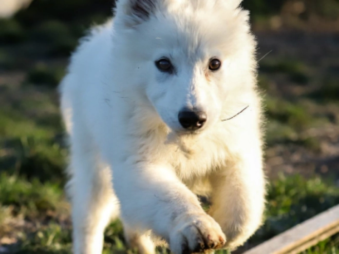 Berger Blanc Suisse Welpe kaufen