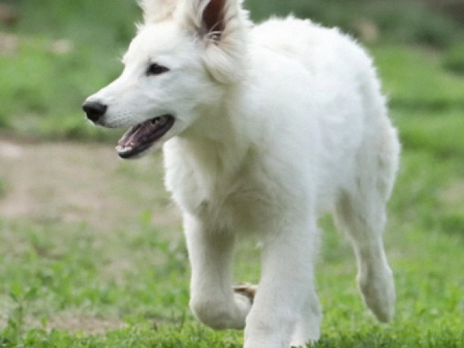 Berger Blanc Suisse Welpe kaufen