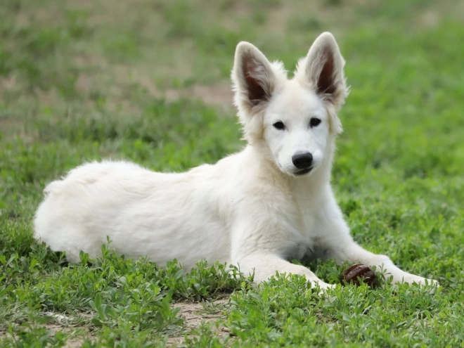 Berger Blanc Suisse Welpe kaufen