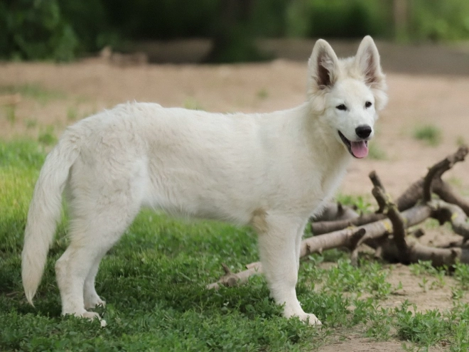 Berger Blanc Suisse Welpe kaufen