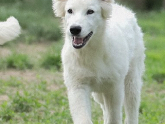 Berger Blanc Suisse Welpe kaufen
