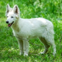 Arwen, white Berger Blanc Suisse Welpen kaufen