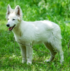 Berger Blanc Suisse Welpe kaufen