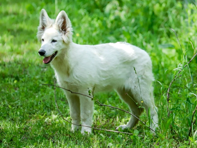 Berger Blanc Suisse Welpe kaufen