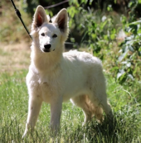 Perros Pastor Blanco Suizo en venta