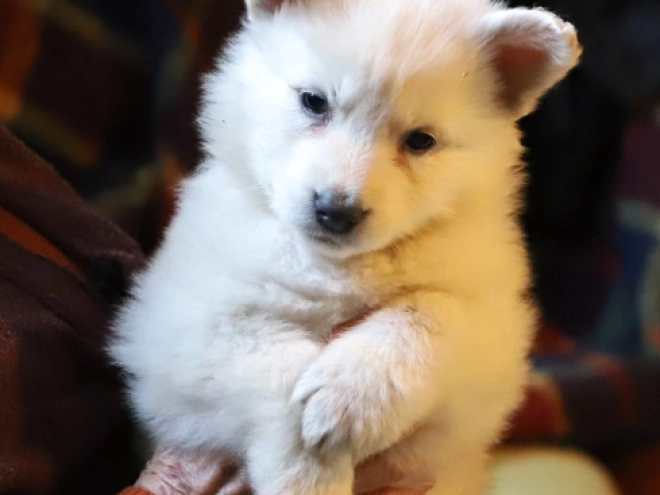 Berger Blanc Suisse Welpe kaufen