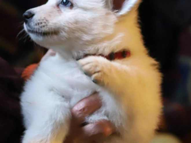 Berger Blanc Suisse Welpe kaufen