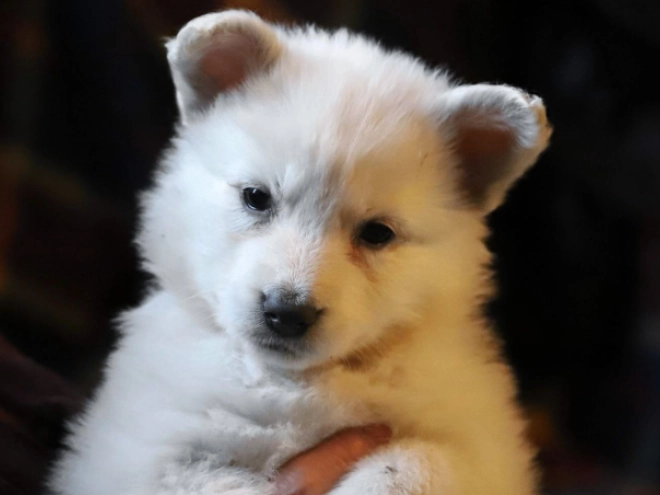 Berger Blanc Suisse Welpe kaufen
