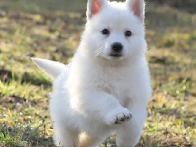 Berger Blanc Suisse Welpe kaufen