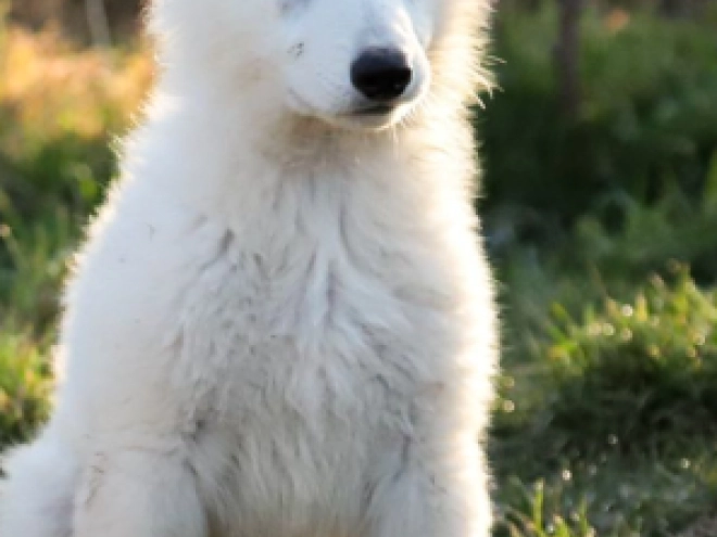 Berger Blanc Suisse Welpe kaufen