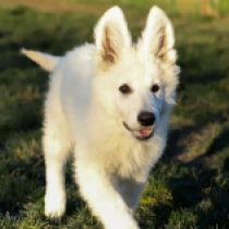Berger Blanc Suisse Welpe zu verkaufen