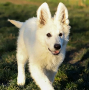 White Swiss Shepherd Dog puppy for sale