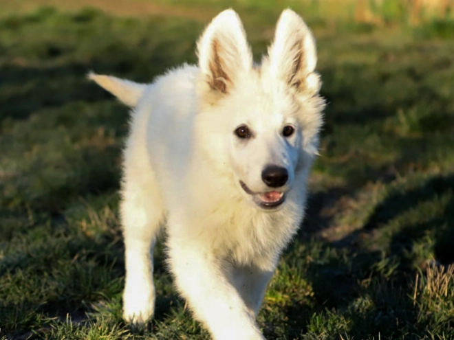 Berger Blanc Suisse Welpe kaufen
