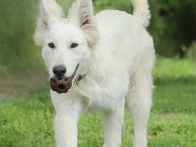Berger Blanc Suisse Welpe kaufen