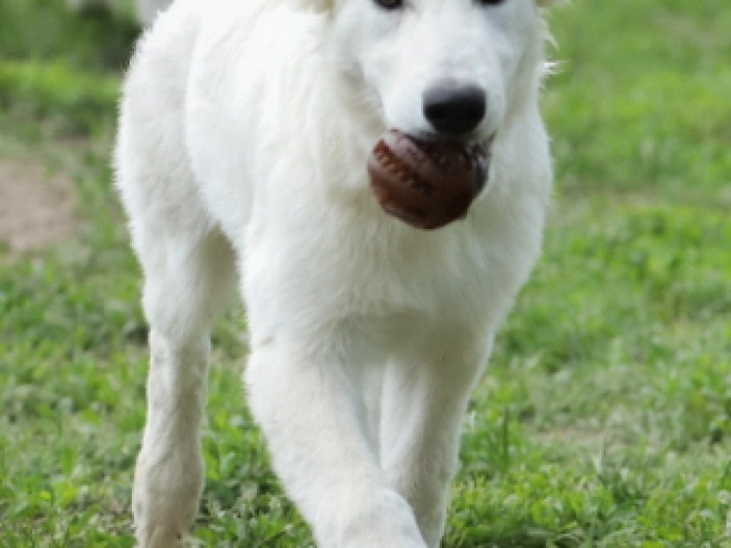 Berger Blanc Suisse Welpe kaufen