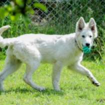 Belle, white Berger Blanc Suisse Welpen kaufen