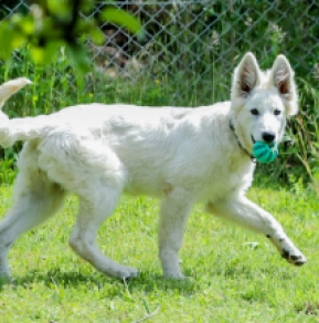 Berger Blanc Suisse Welpe kaufen