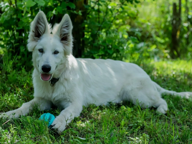 Berger Blanc Suisse Welpe kaufen