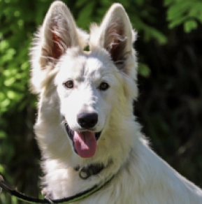 Perros Pastor Blanco Suizo en venta