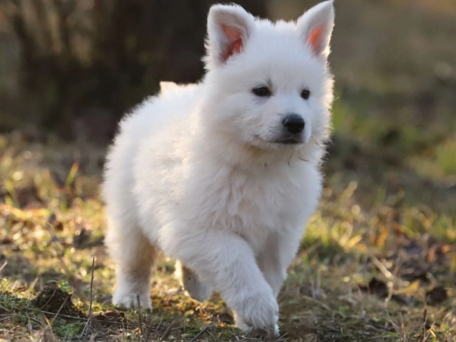 Berger Blanc Suisse Welpe zu verkaufen