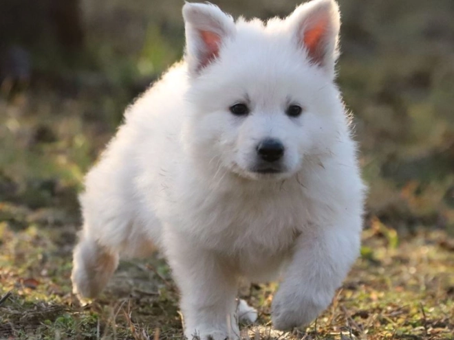 Berger Blanc Suisse Welpe zu verkaufen