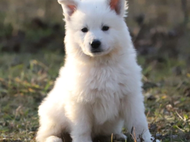Berger Blanc Suisse Welpe zu verkaufen