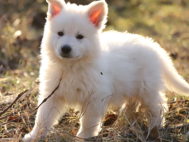 Berger Blanc Suisse Welpe zu verkaufen