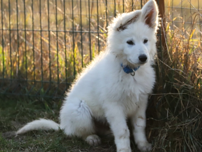 Perros Pastor Blanco Suizo en venta